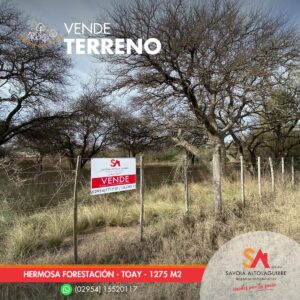 VENDE: 2 TERRENOS CON HERMOSA FORESTACION EN TOAY