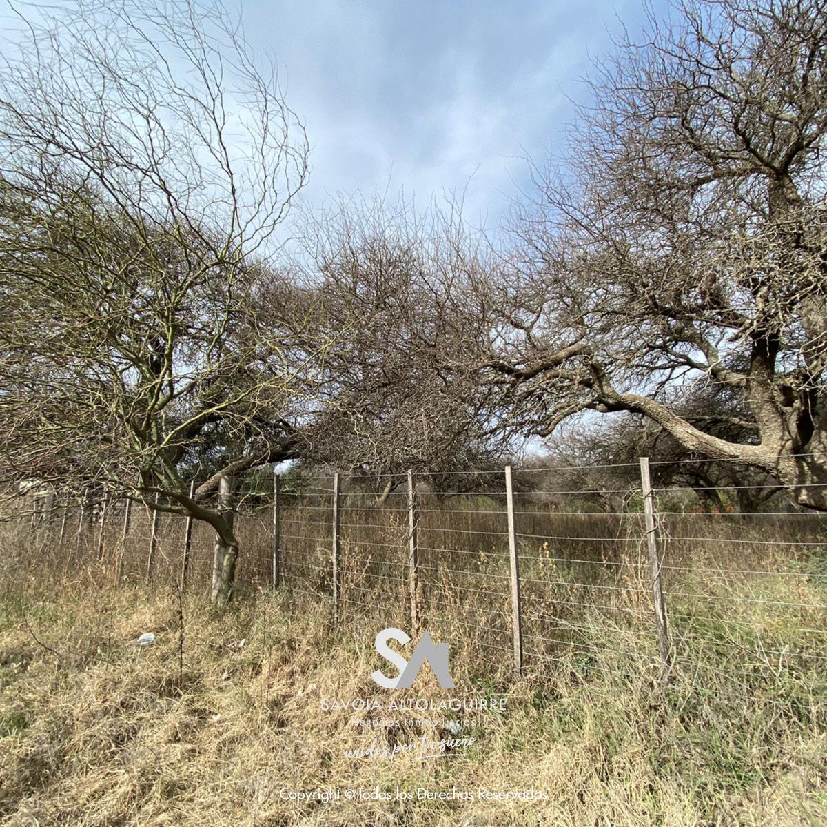 VENDE: 2 TERRENOS CON HERMOSA FORESTACION EN TOAY - Imagen 3