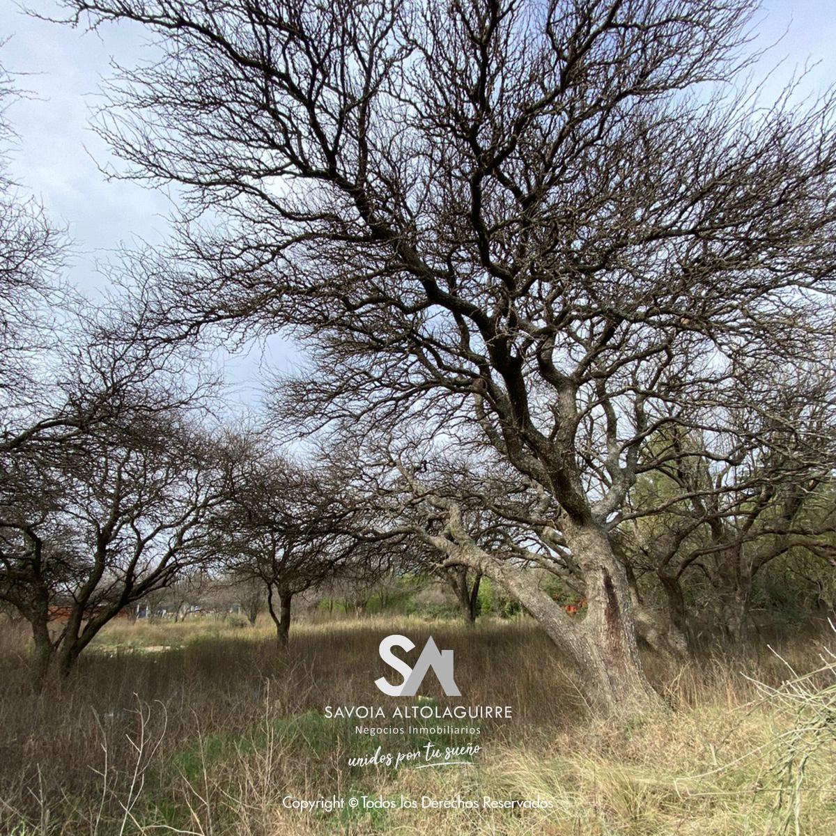 VENDE: 2 TERRENOS CON HERMOSA FORESTACION EN TOAY - Imagen 5