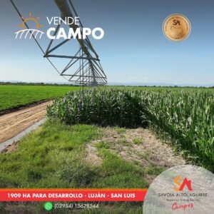 Campo - Lujan